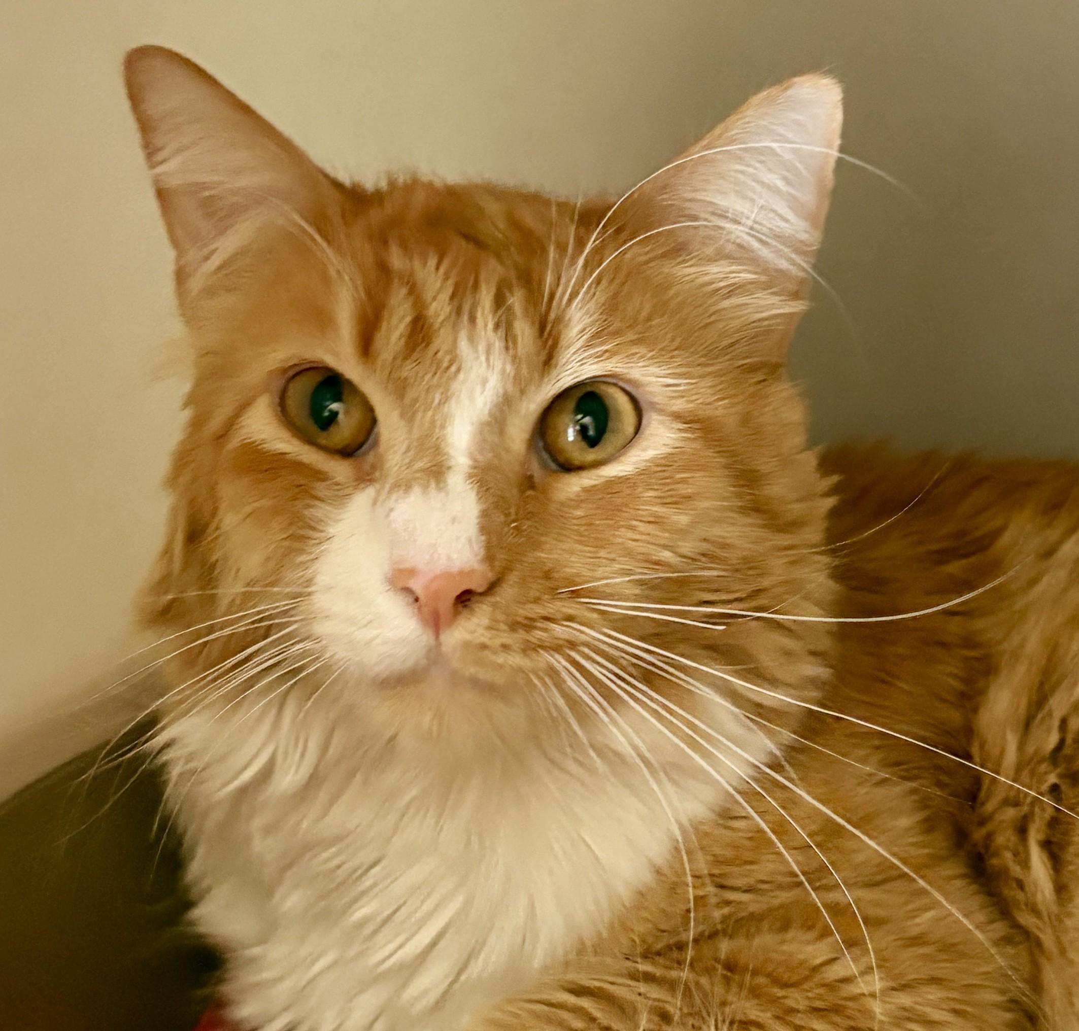 Enlarge PERCY, a Adoptable Tabby in Prescott, AZ image 1/6