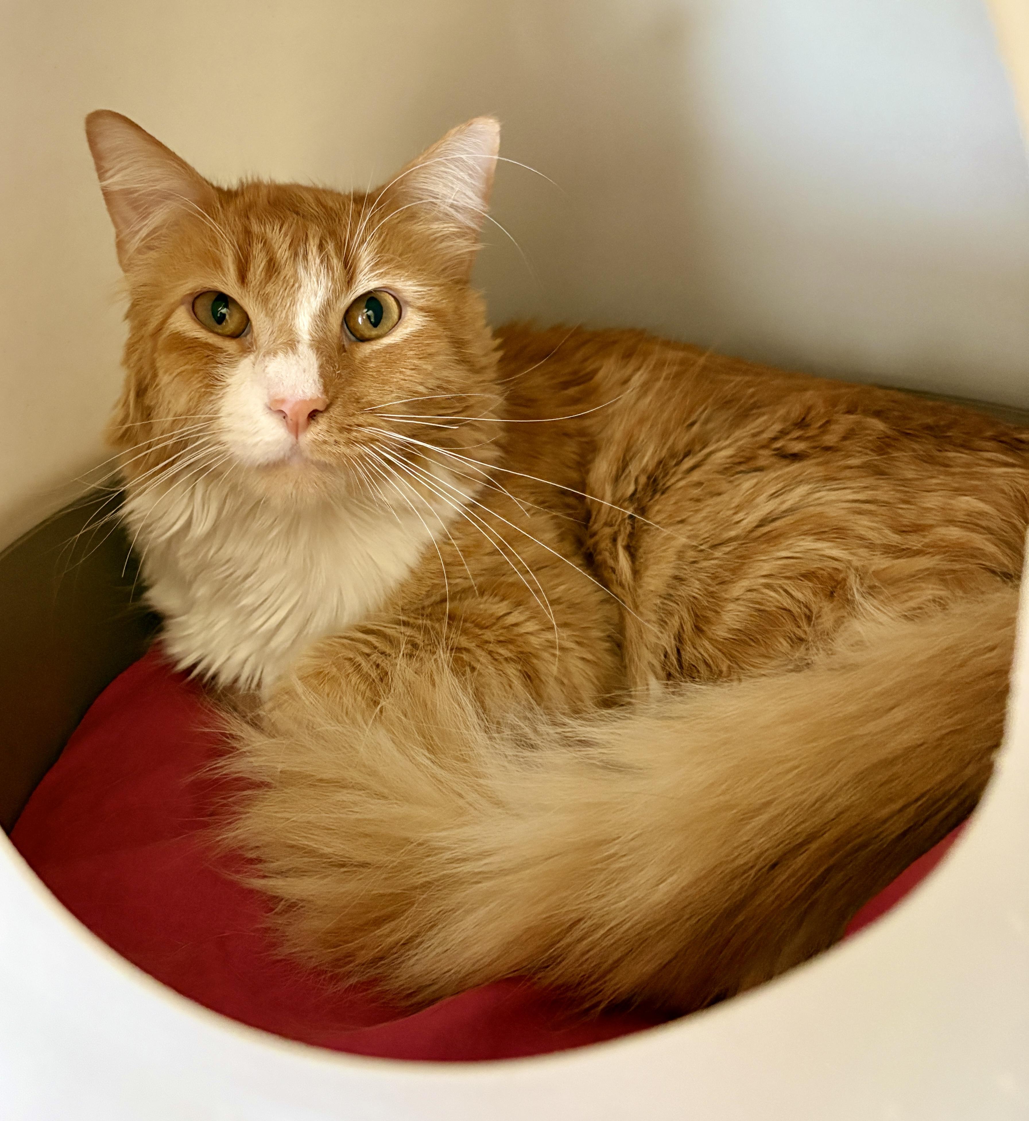 Enlarge PERCY, a Adoptable Tabby in Prescott, AZ image 3/6