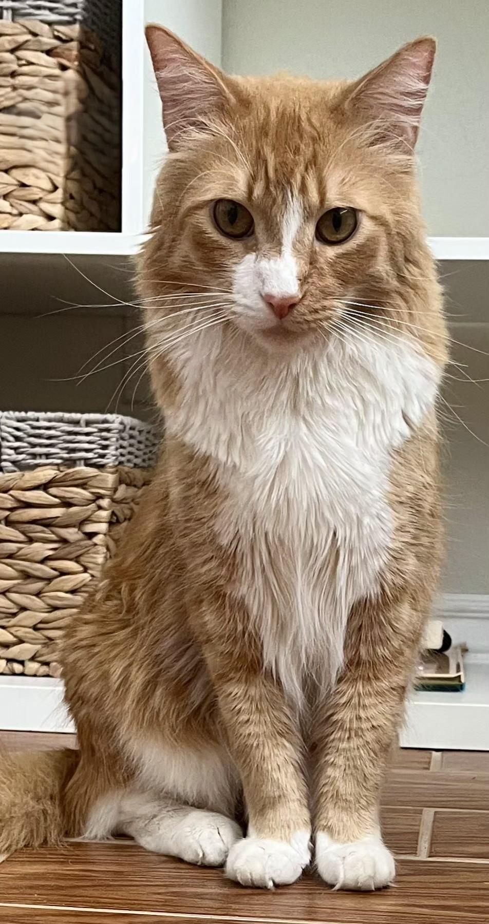 Enlarge PERCY, a Adoptable Tabby in Prescott, AZ image 6/6