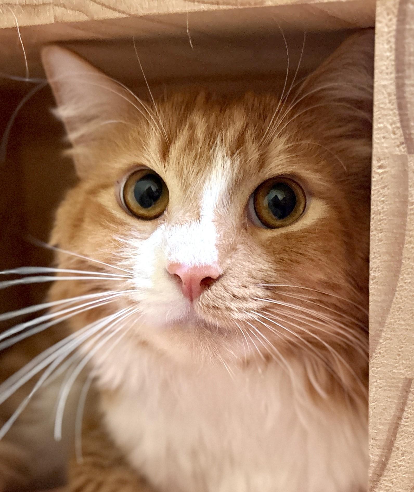 Enlarge PERCY, a Adoptable Tabby in Prescott, AZ image 2/6