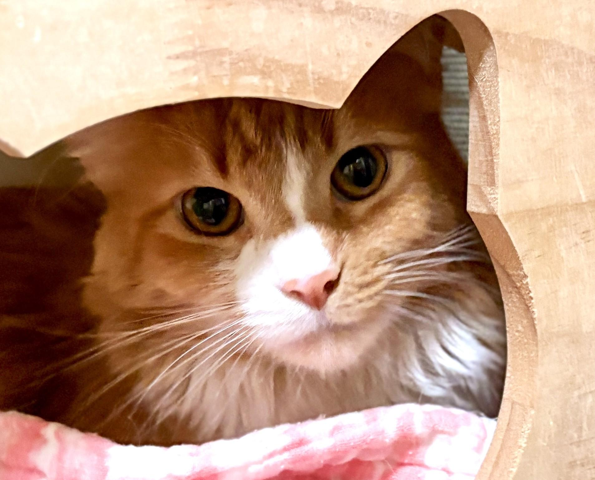 Enlarge PERCY, a Adoptable Tabby in Prescott, AZ image 4/6