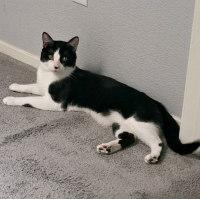 Enlarge RONNY AKA KRAZY KAT, a Adopted Tuxedo in Henderson, NV image 3/3