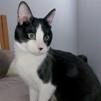 Enlarge RONNY AKA KRAZY KAT, a Adopted Tuxedo in Henderson, NV image 1/3