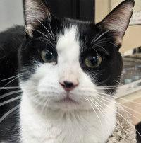 Enlarge RONNY AKA KRAZY KAT, a Adopted Tuxedo in Henderson, NV image 2/3