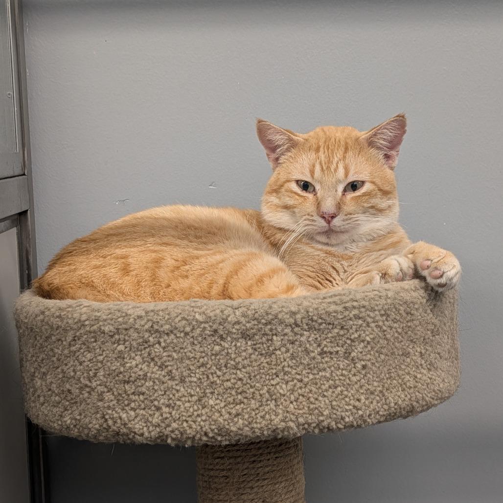 Dean, Adoptable, Adult Male Domestic Short Hair.