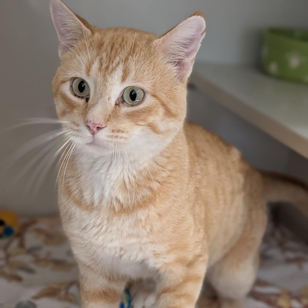 Dean, a Adoptable Domestic Short Hair in Cape Girardeau, MO image 2/3