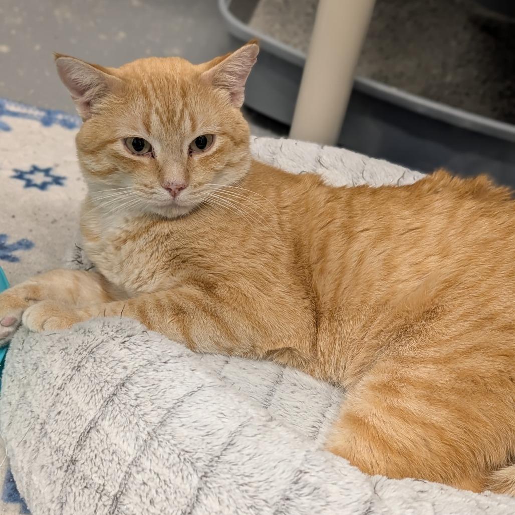 Enlarge Dean, a Adoptable Domestic Short Hair in Cape Girardeau, MO image 1/4