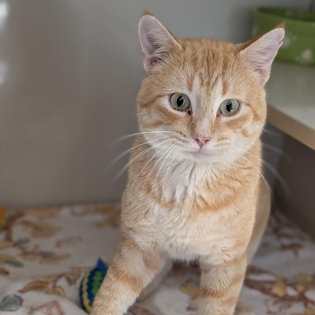 Dean, a Adoptable Domestic Short Hair in Cape Girardeau, MO image 3/3