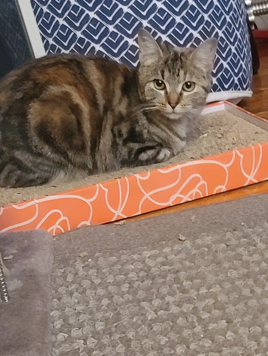 Enlarge Pinky , a Adoptable Domestic Short Hair in West New York, NJ image 1/2