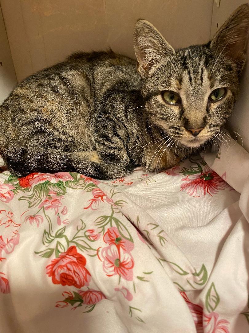 Enlarge Cinderella, a ADOPTABLE Domestic Short Hair in Oceanside, CA image 3/3