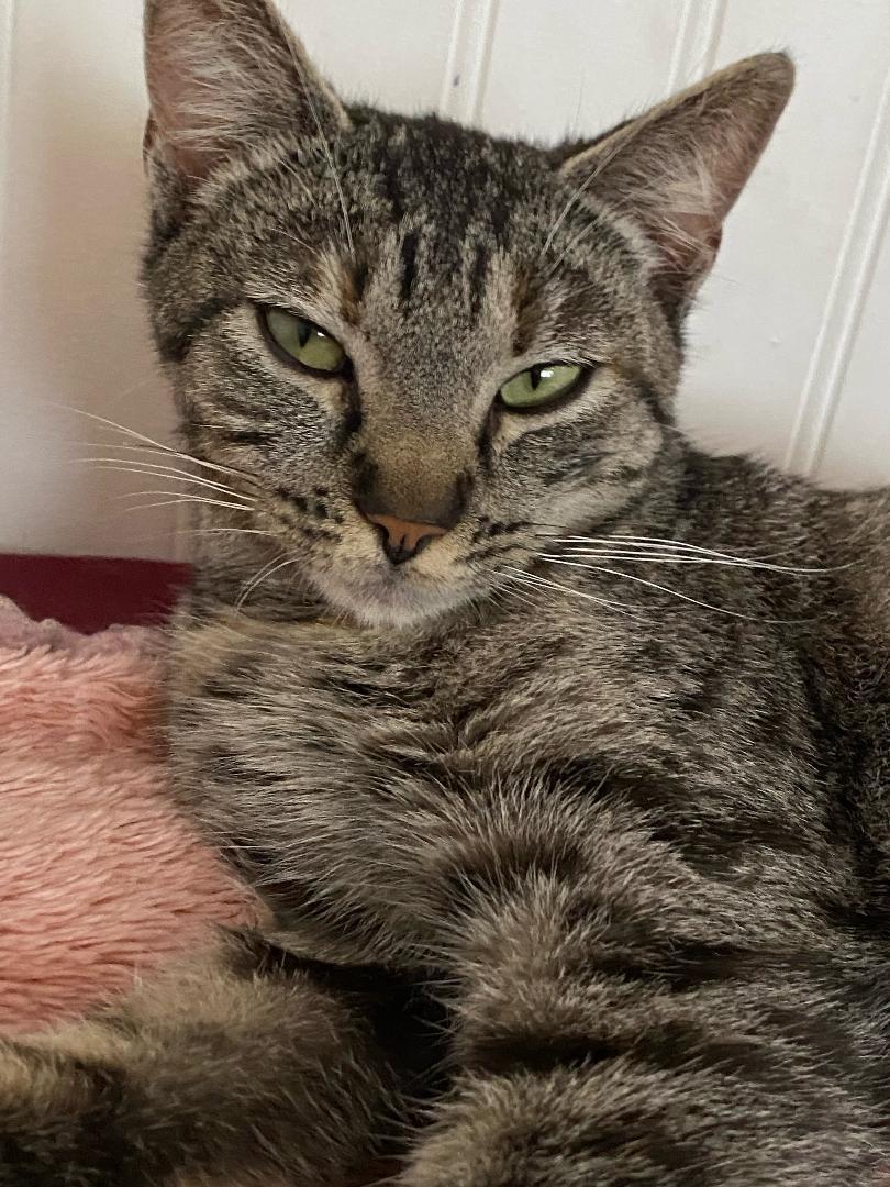 Cinderella, ADOPTABLE, Kitten Female Domestic Short Hair.