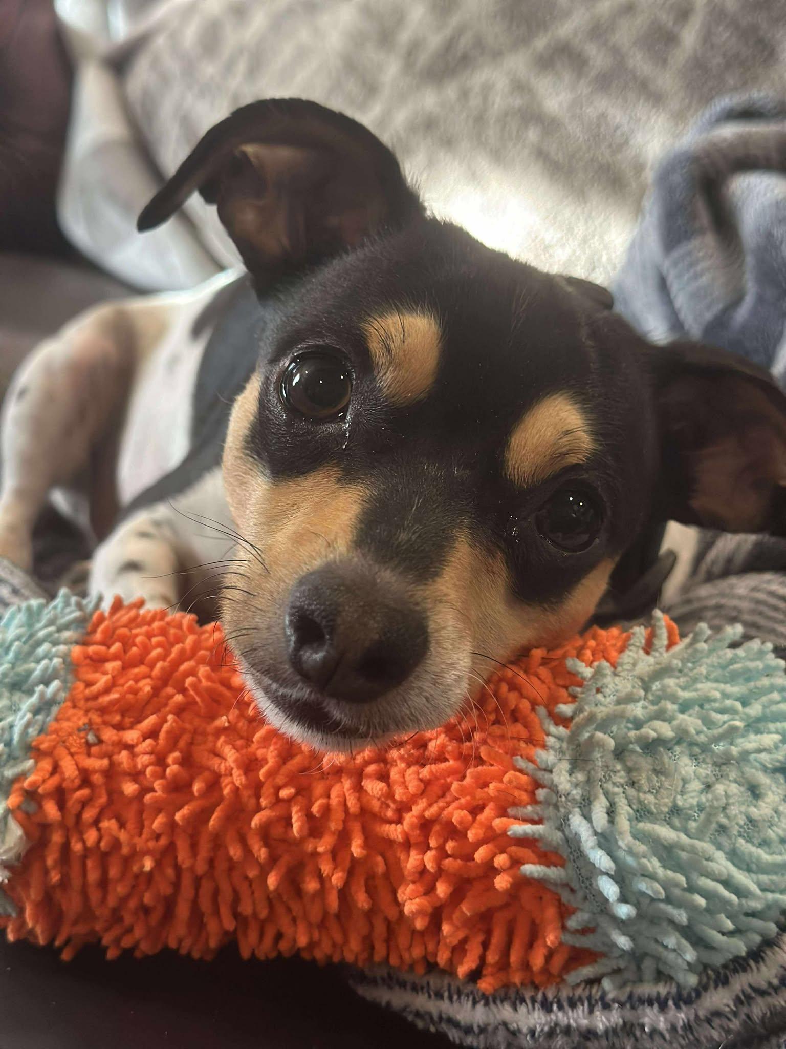 Foster