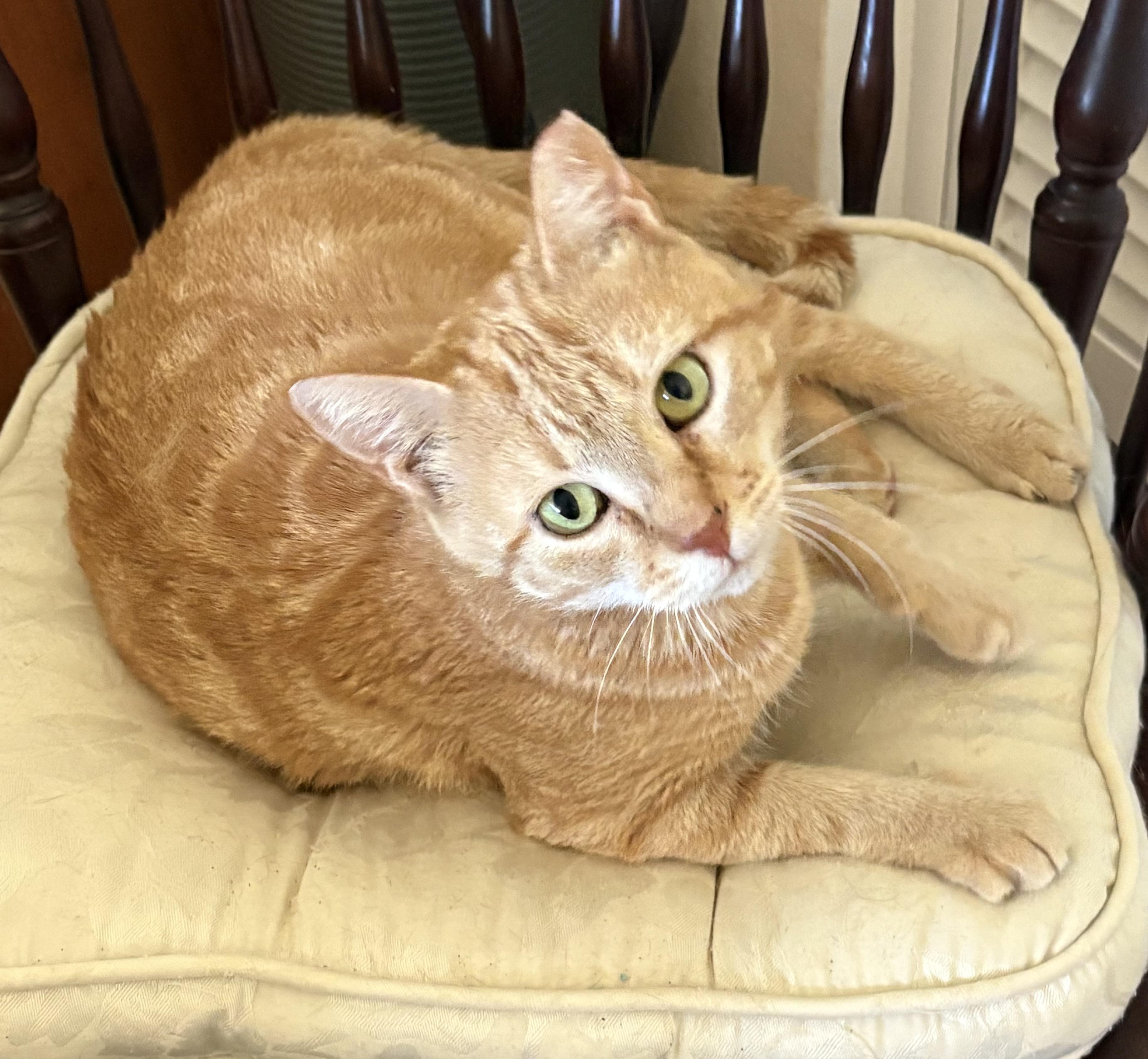 Enlarge Buttercup, a Adoptable Domestic Short Hair in Tampa, FL image 3/3
