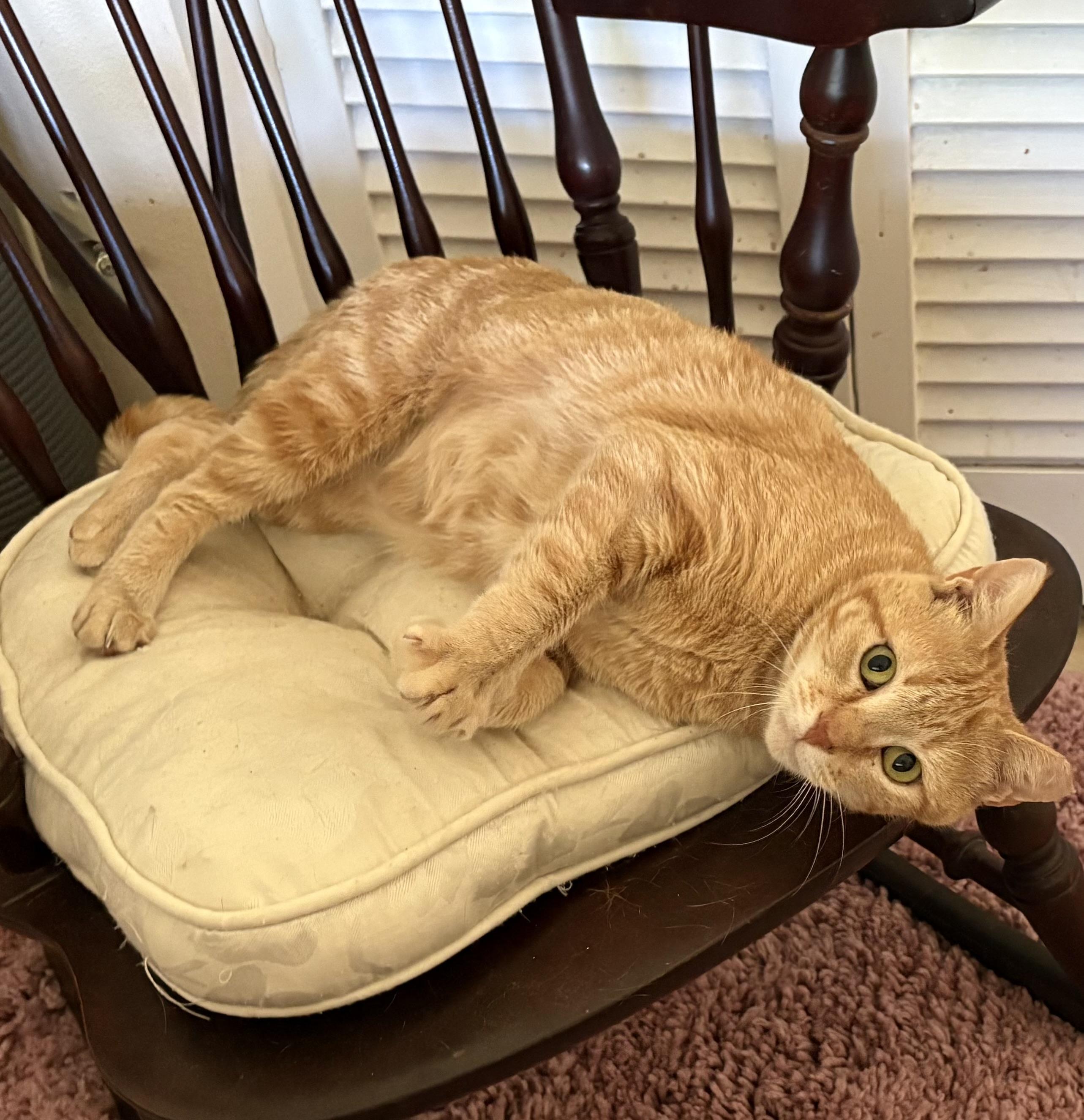 Enlarge Buttercup, a Adoptable Domestic Short Hair in Tampa, FL image 2/3