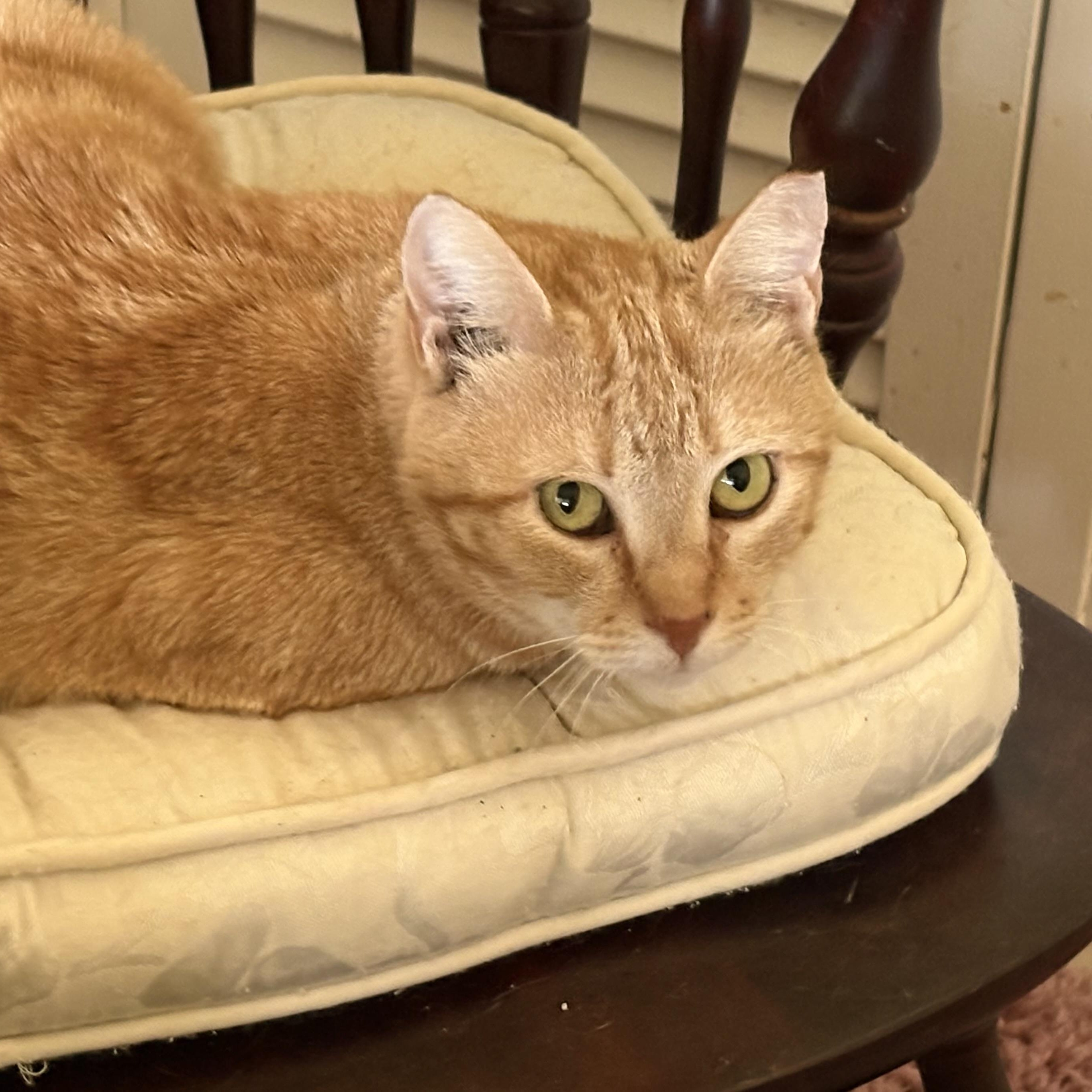 Buttercup, Adoptable, Young Female Domestic Short Hair.