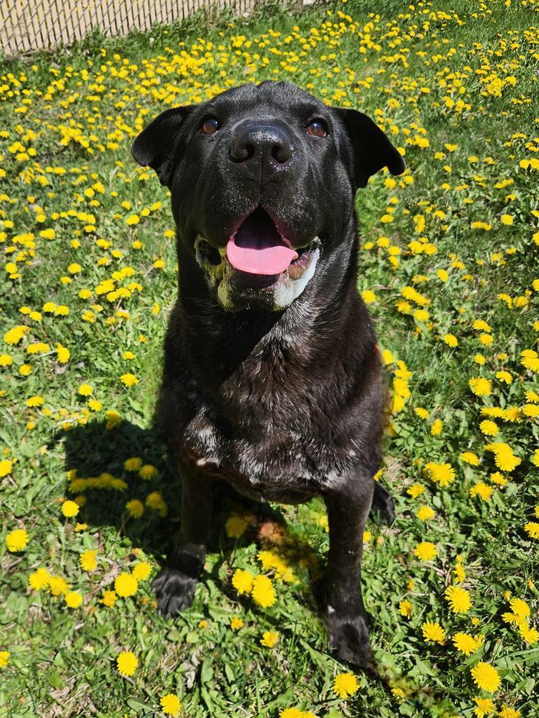 Eevee, Adoptable, Puppy Female Golden Retriever & Shar-Pei.