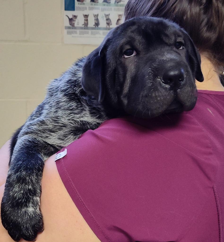 Enlarge Eevee, a Adoptable mixed breed in Grand Forks, ND image 2/2