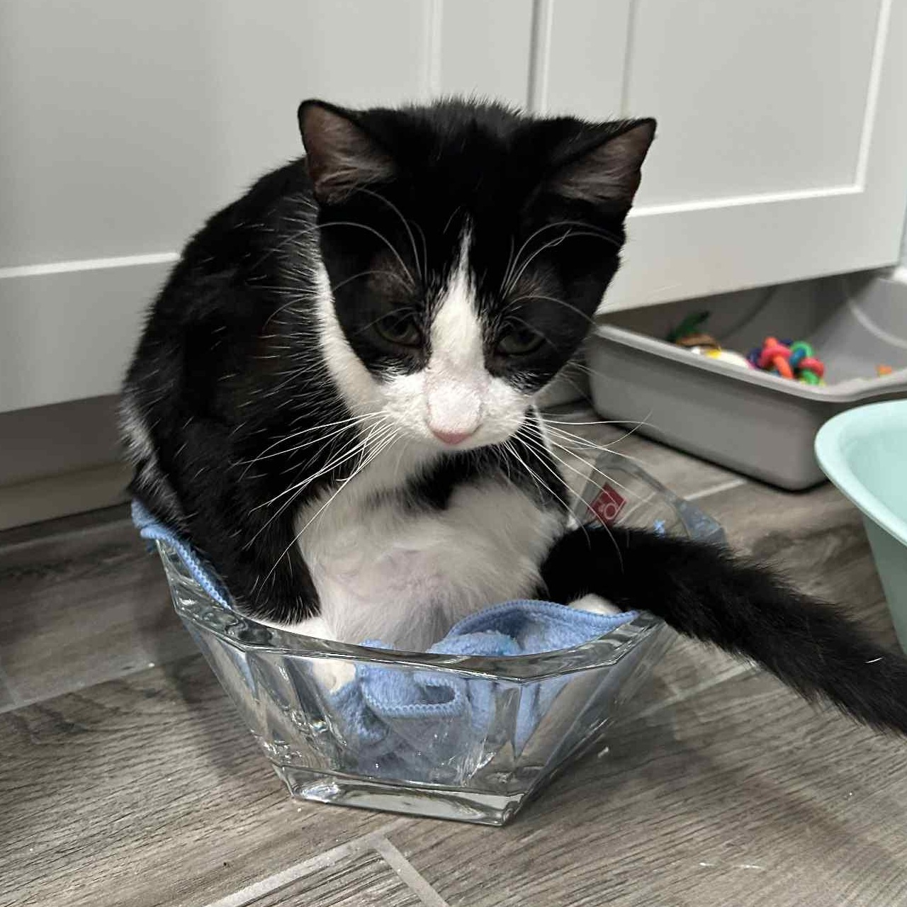 :::Bixby:::, an adopted mixed breed in Yorba Linda, CA image 5/6