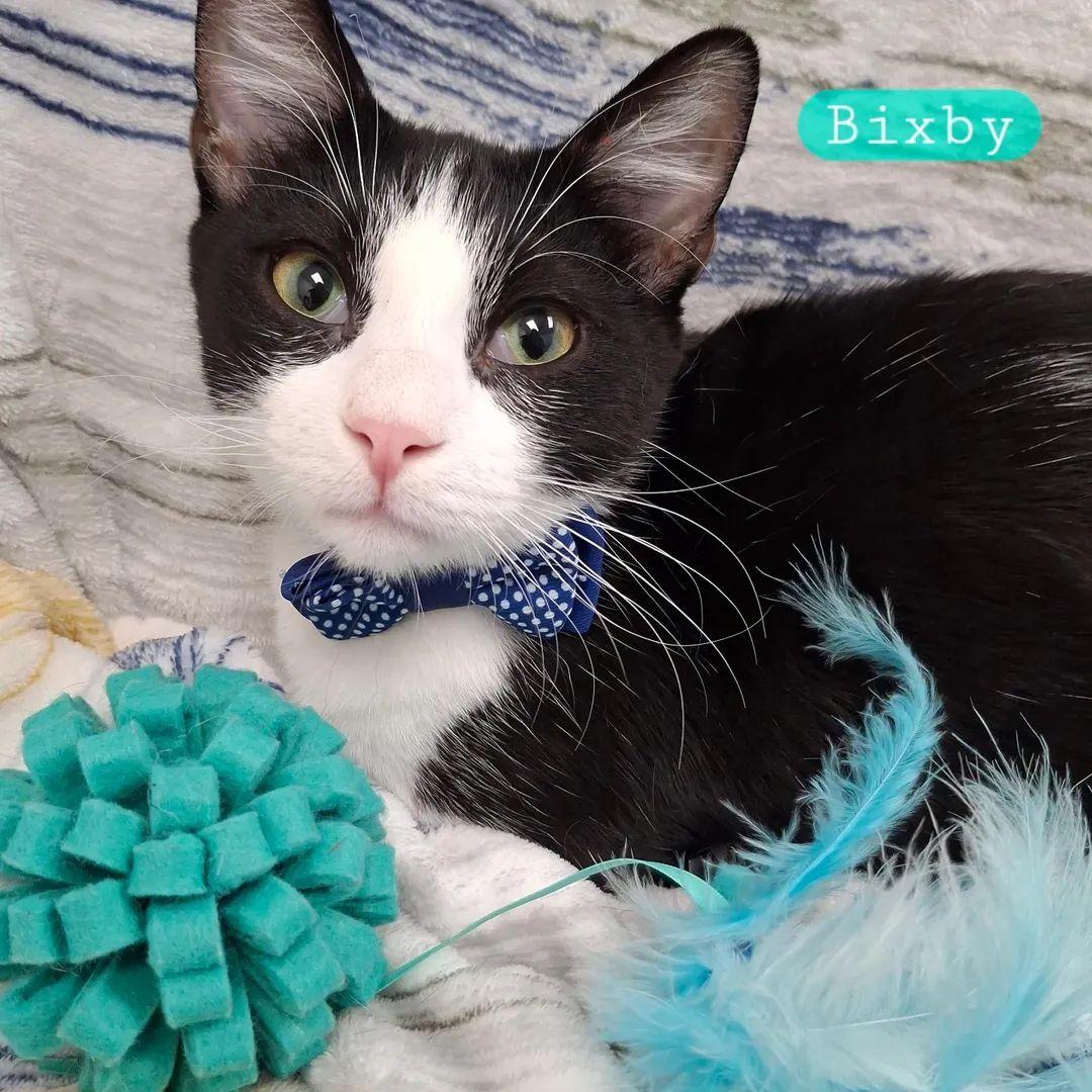 :::Bixby:::, adopted, Kitten Male Domestic Short Hair & Tuxedo.