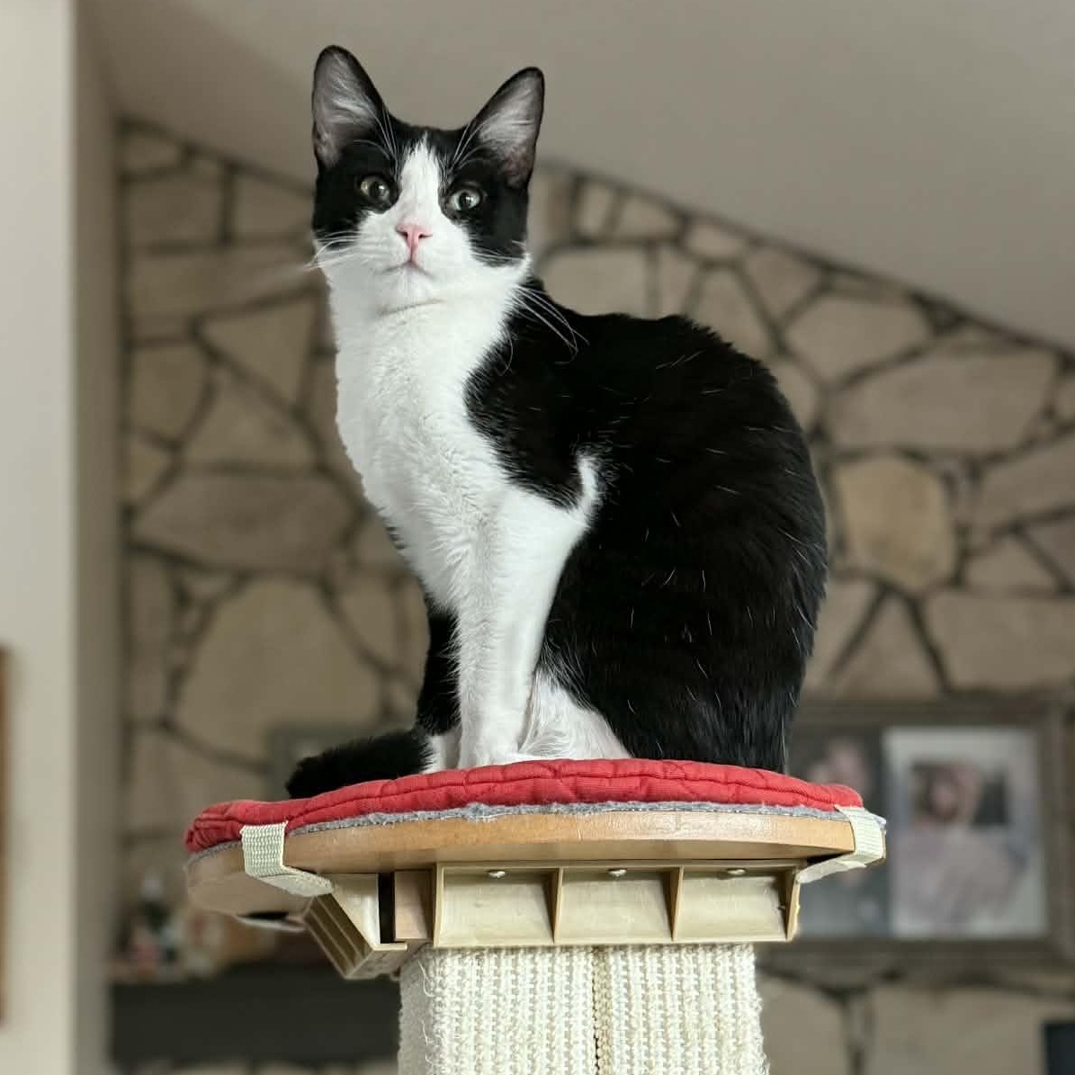 :::Bixby:::, an adopted mixed breed in Yorba Linda, CA image 3/6