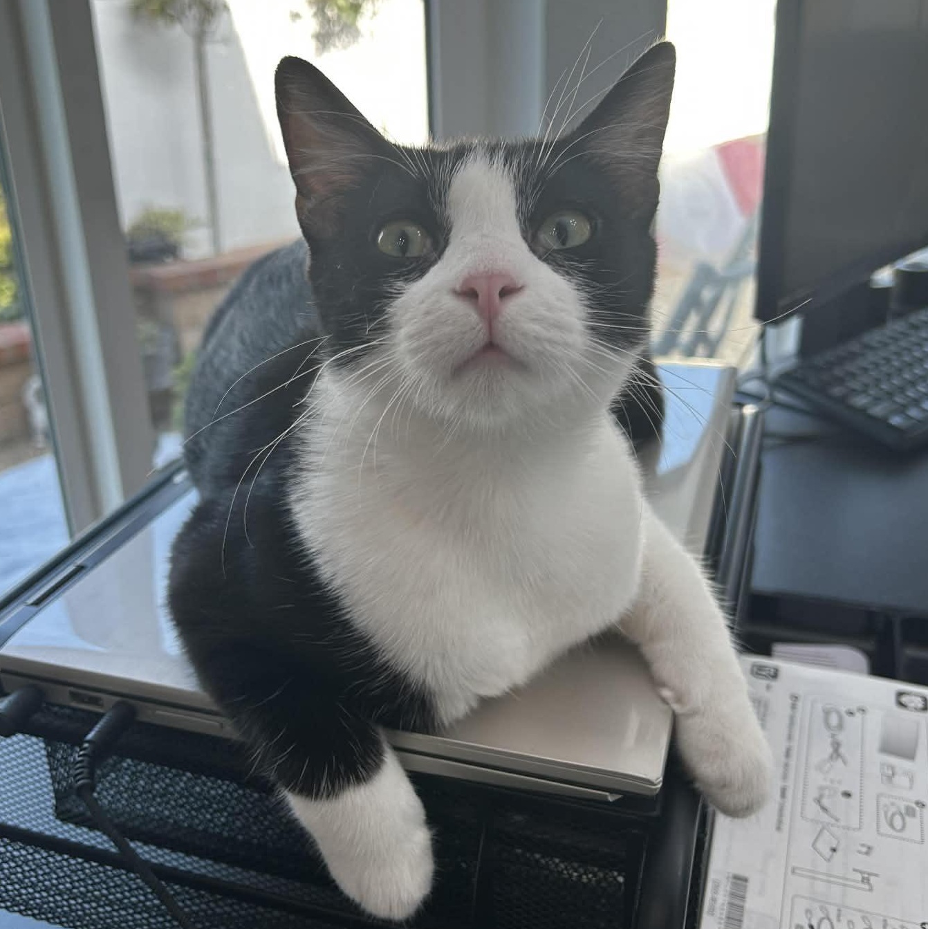 :::Bixby:::, an adopted mixed breed in Yorba Linda, CA image 2/6