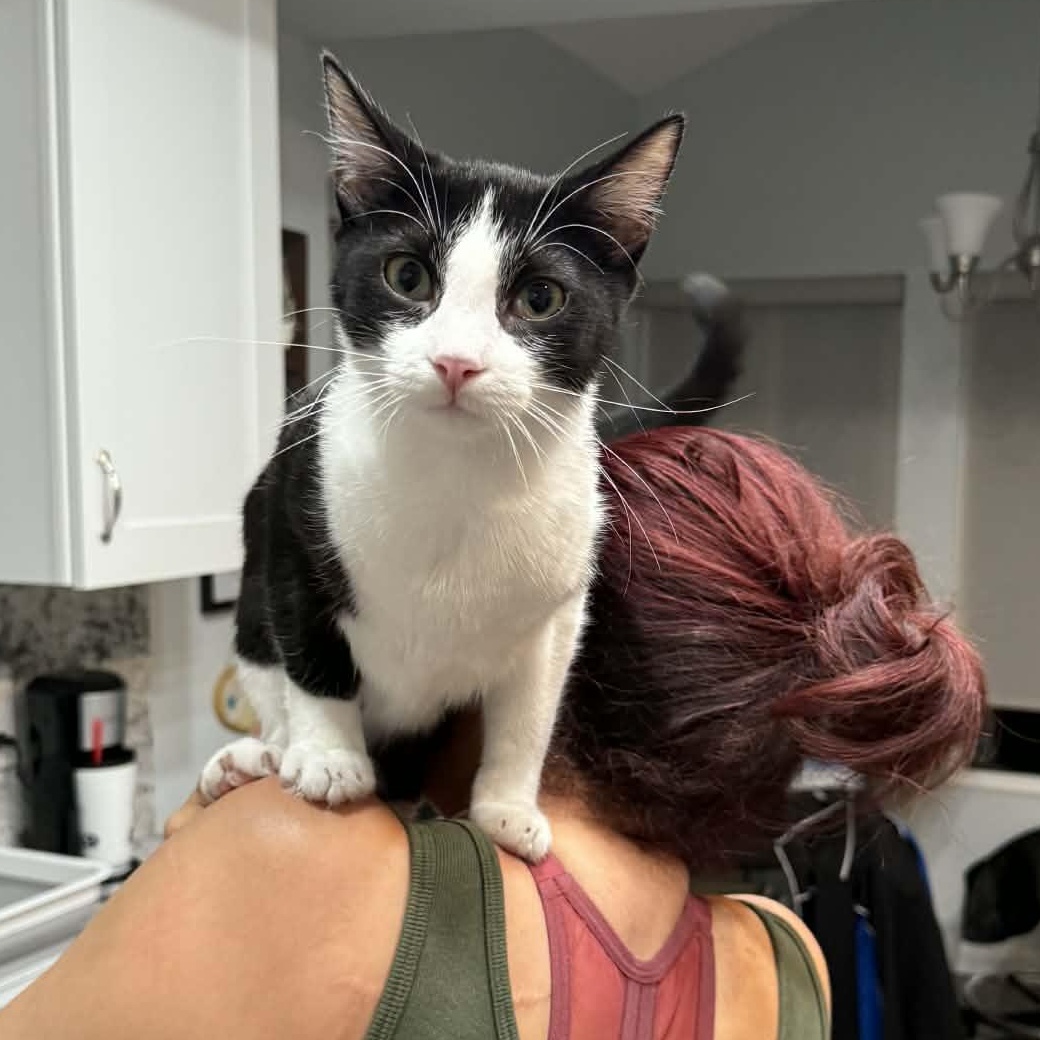 :::Bixby:::, an adopted mixed breed in Yorba Linda, CA image 4/6