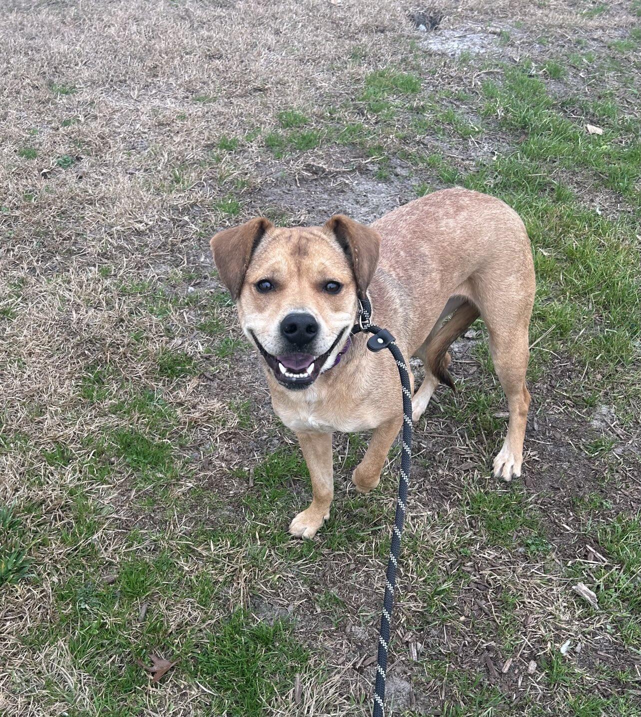 Hero Adopter Needed for Sunny!, a Adoptable mixed breed in Rochester, NY image 2/2
