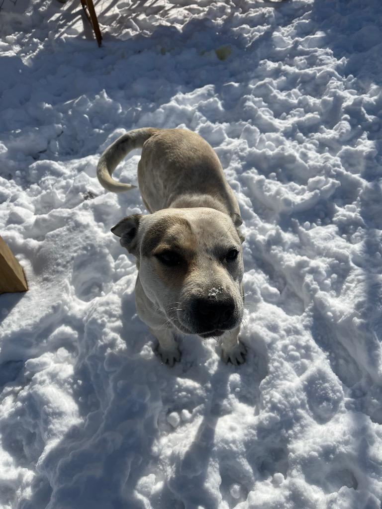 Haze, Adoptable, Adult Male Pit Bull Terrier & Australian Cattle Dog / Blue Heeler.