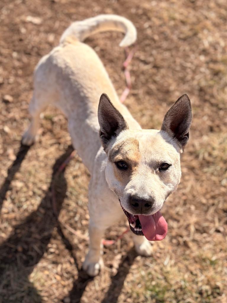 Haze, Adoptable, Young Male Pit Bull Terrier & Australian Cattle Dog / Blue Heeler.