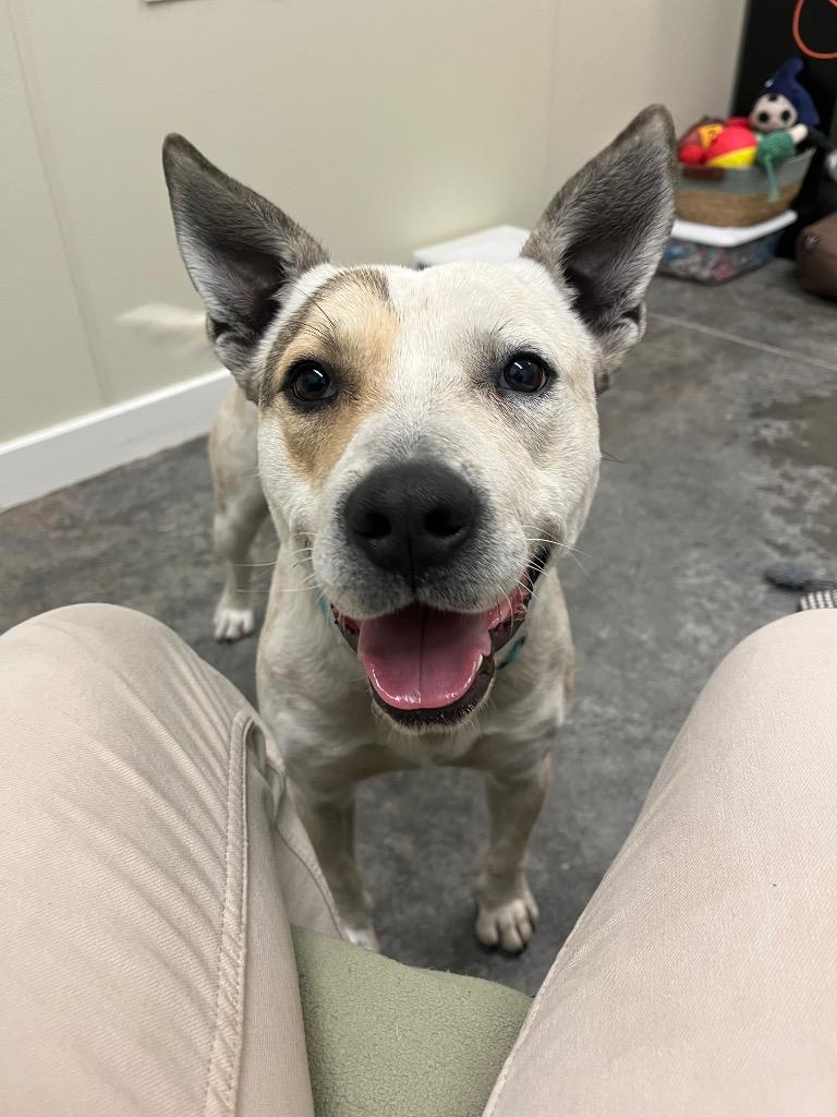 Enlarge Haze, a Adoptable mixed breed in Neosho, MO image 3/6