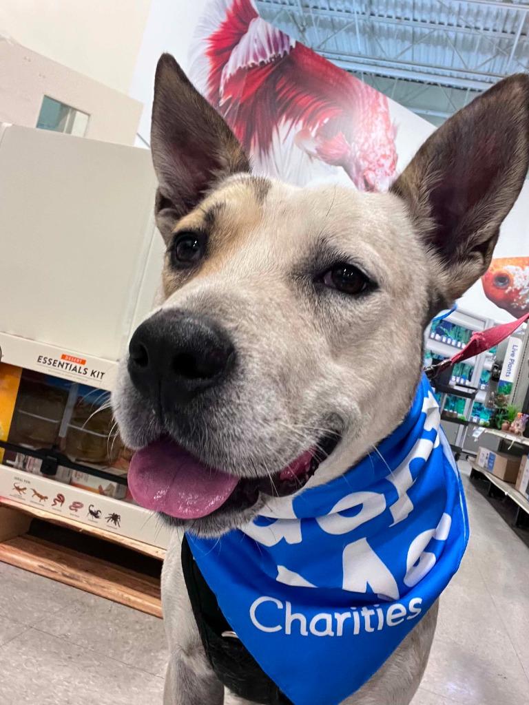 Enlarge Haze, a Adoptable mixed breed in Neosho, MO image 3/6