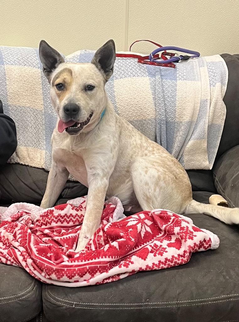 Enlarge Haze, a Adoptable mixed breed in Neosho, MO image 4/6