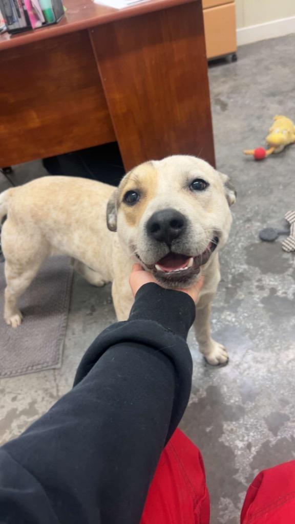 Enlarge Haze, a Adoptable mixed breed in Neosho, MO image 5/6