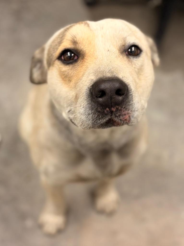 Enlarge Haze, a Adoptable mixed breed in Neosho, MO image 6/6