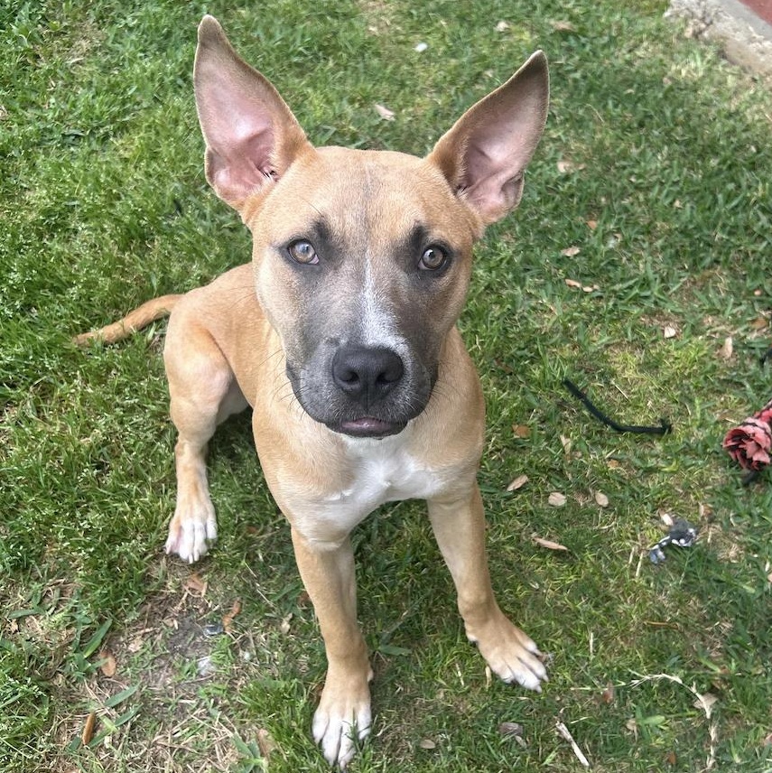 Bear — thumbnail 4