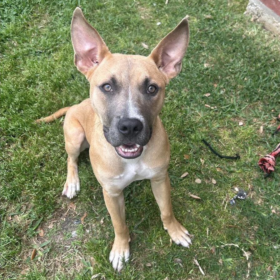 Bear — thumbnail 6