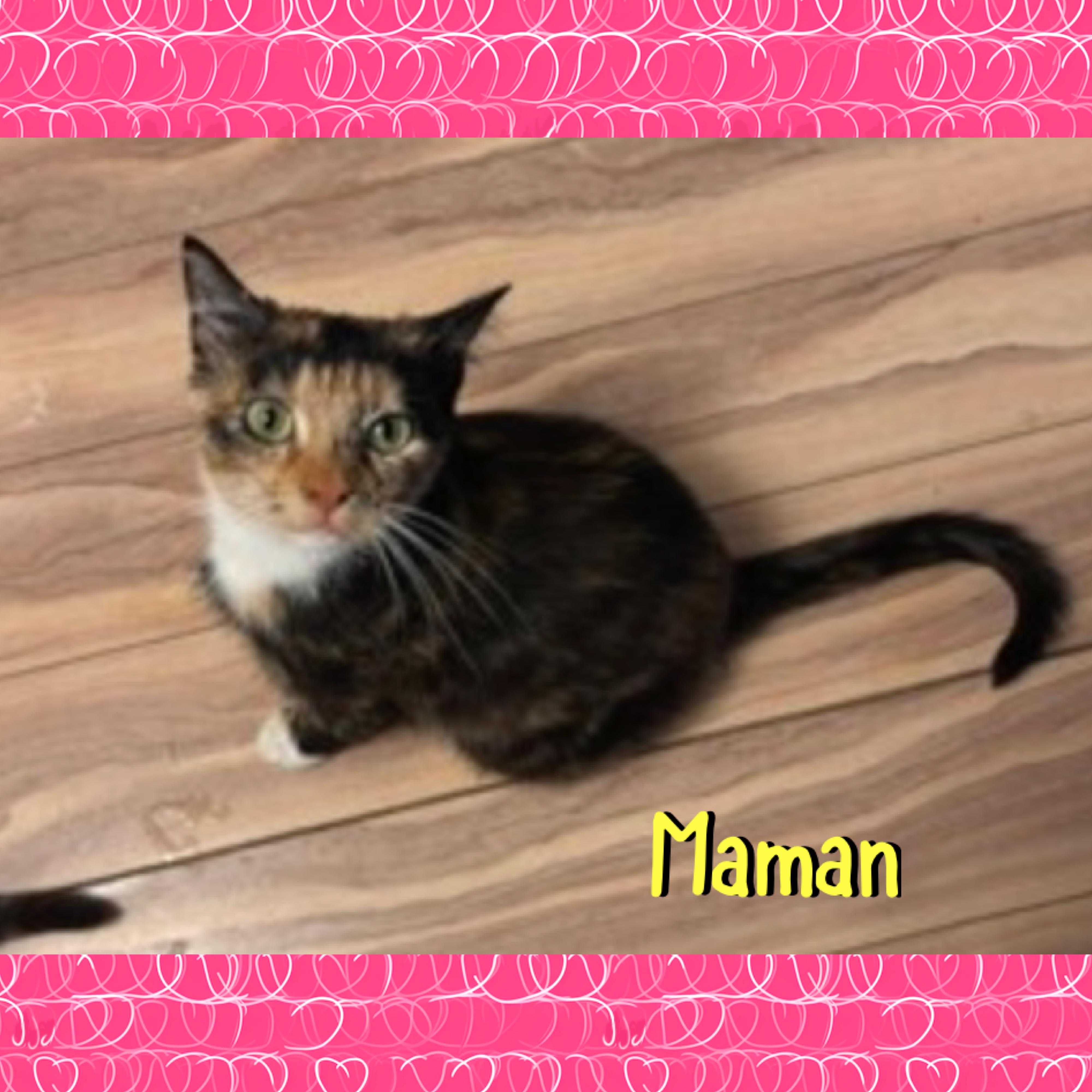 Enlarge Maman, a ADOPTABLE mixed breed in Red Lodge, MT image 2/3