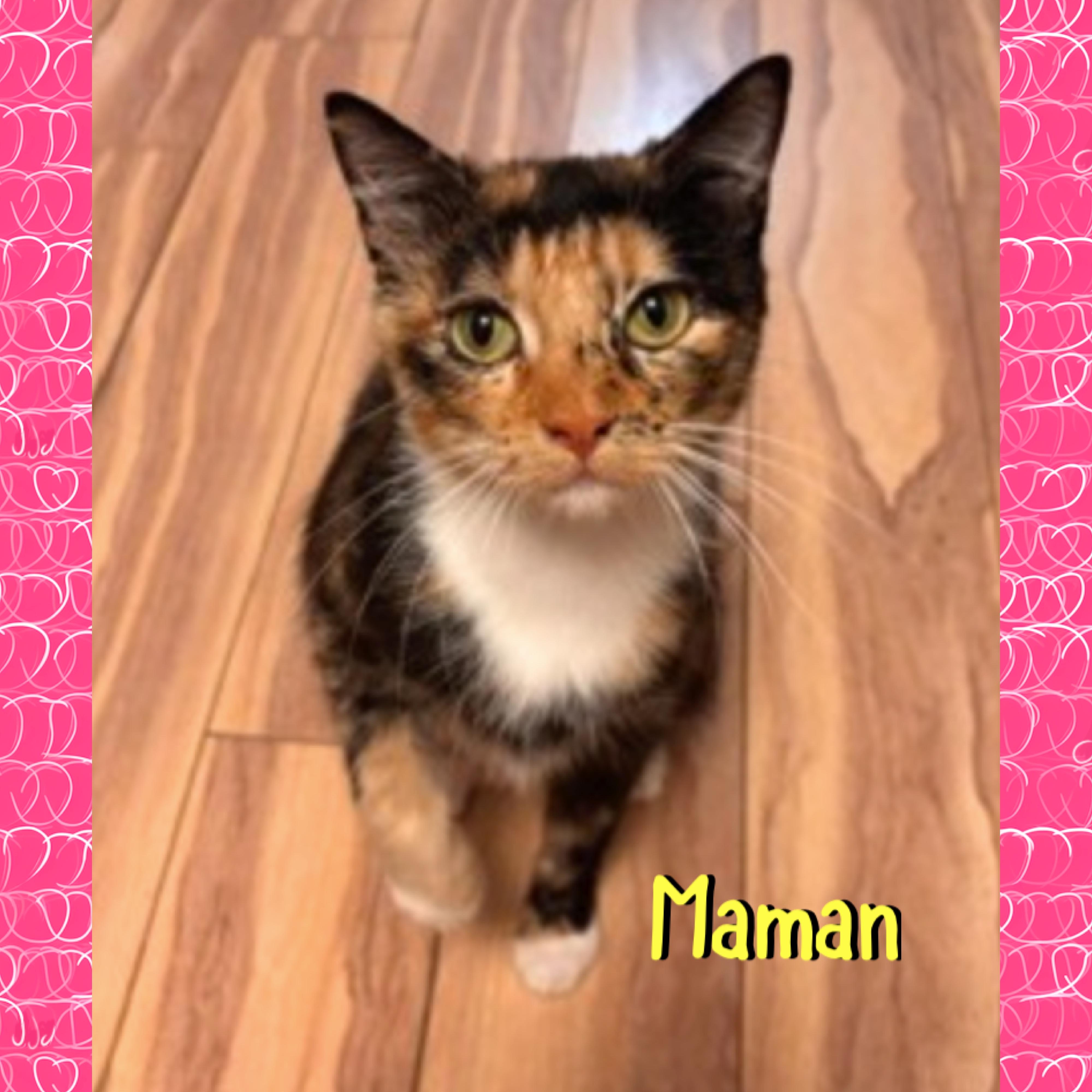 Enlarge Maman, a ADOPTABLE mixed breed in Red Lodge, MT image 1/3