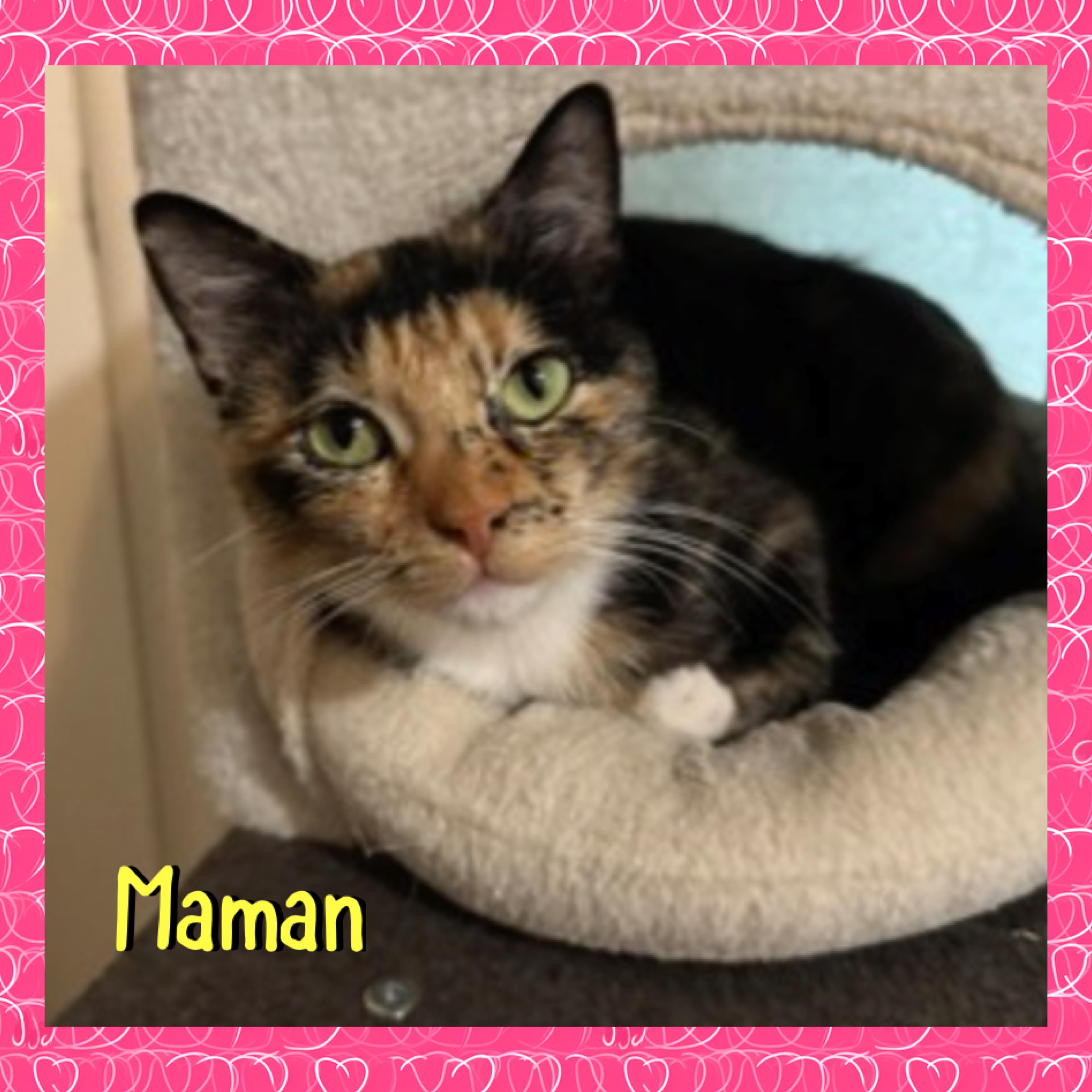 Enlarge Maman, a ADOPTABLE mixed breed in Red Lodge, MT image 3/3