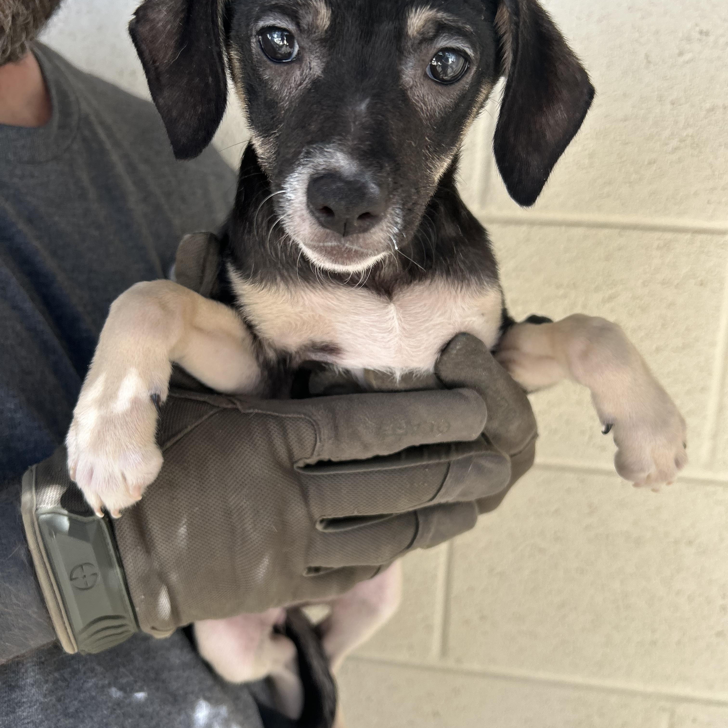 Enlarge Sage, an adopted mixed breed in Manchester, TN image 4/4