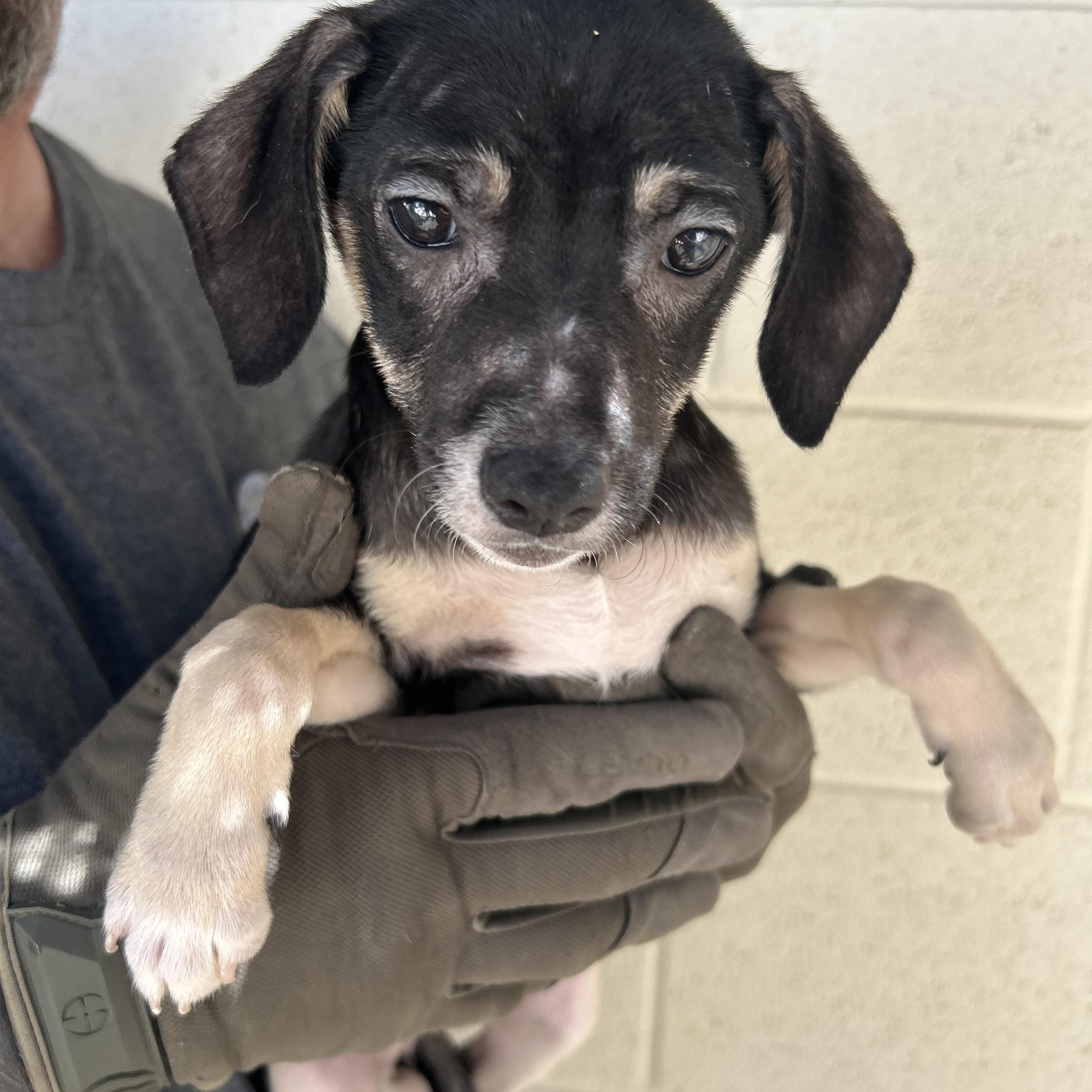 Enlarge Sage, an adopted mixed breed in Manchester, TN image 3/4