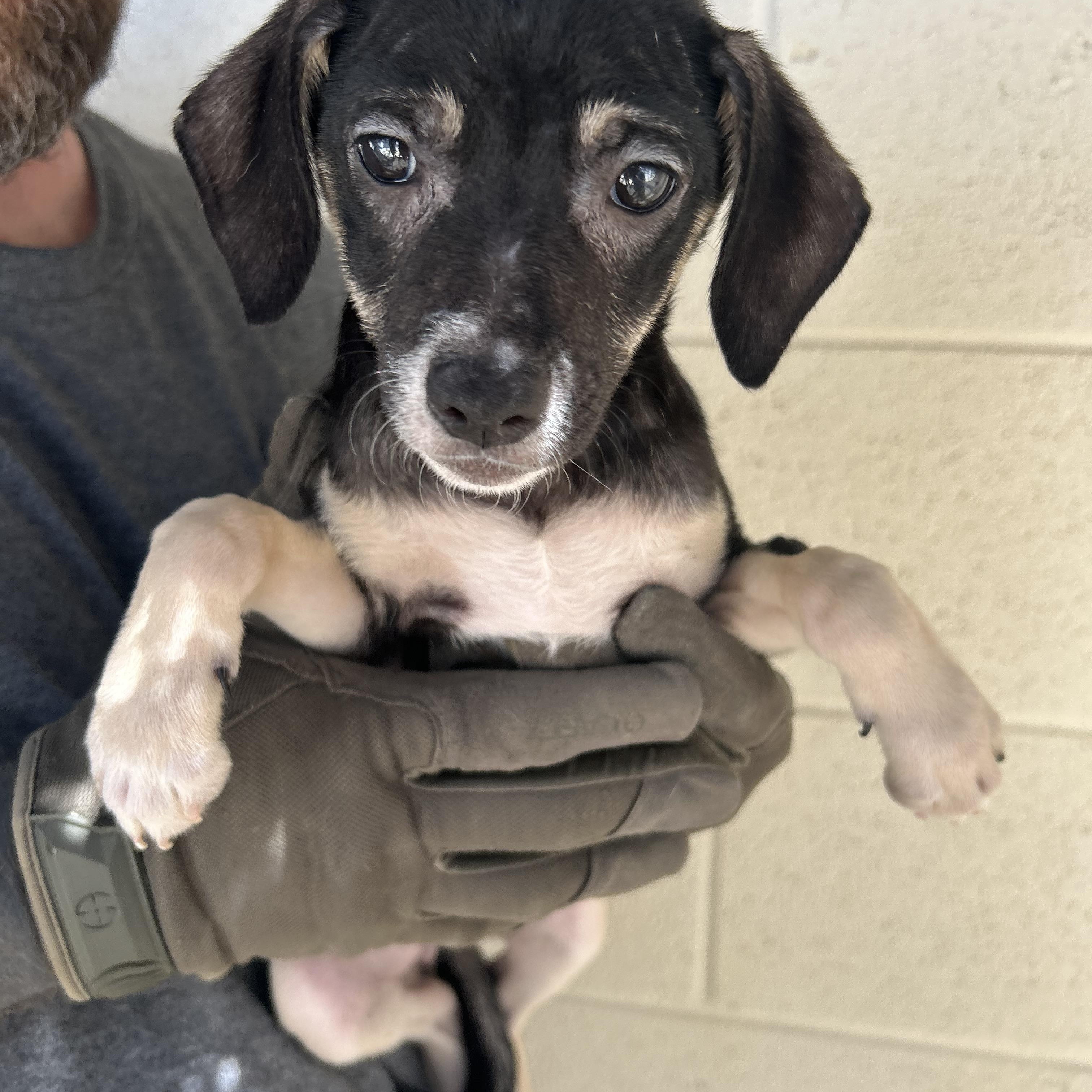 Enlarge Sage, an adopted mixed breed in Manchester, TN image 2/4