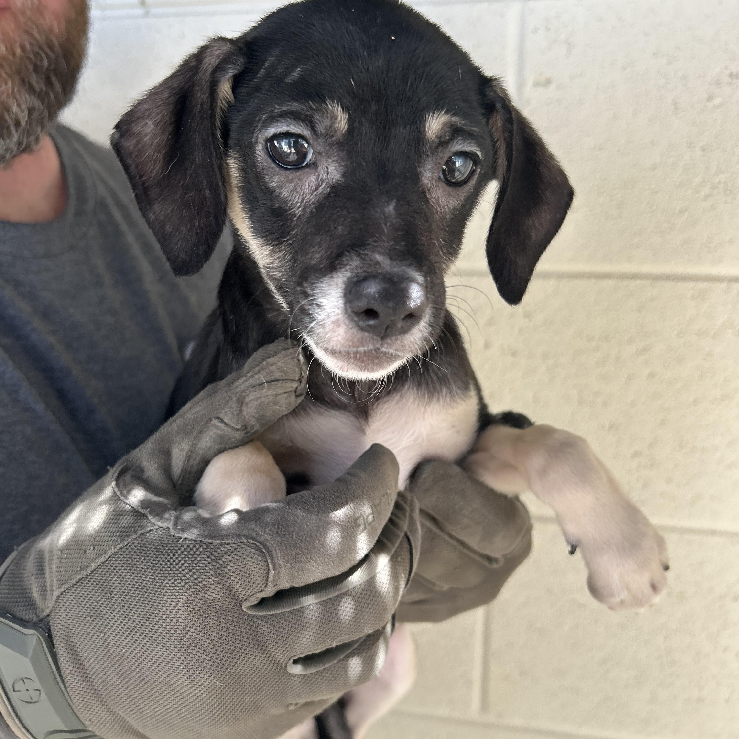 Enlarge Sage, an adopted mixed breed in Manchester, TN image 1/4