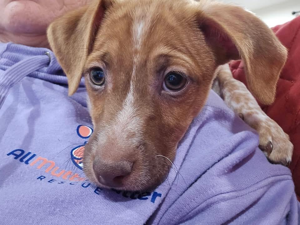 Merry, a Adoptable mixed breed in Berlin, NJ image 1/3