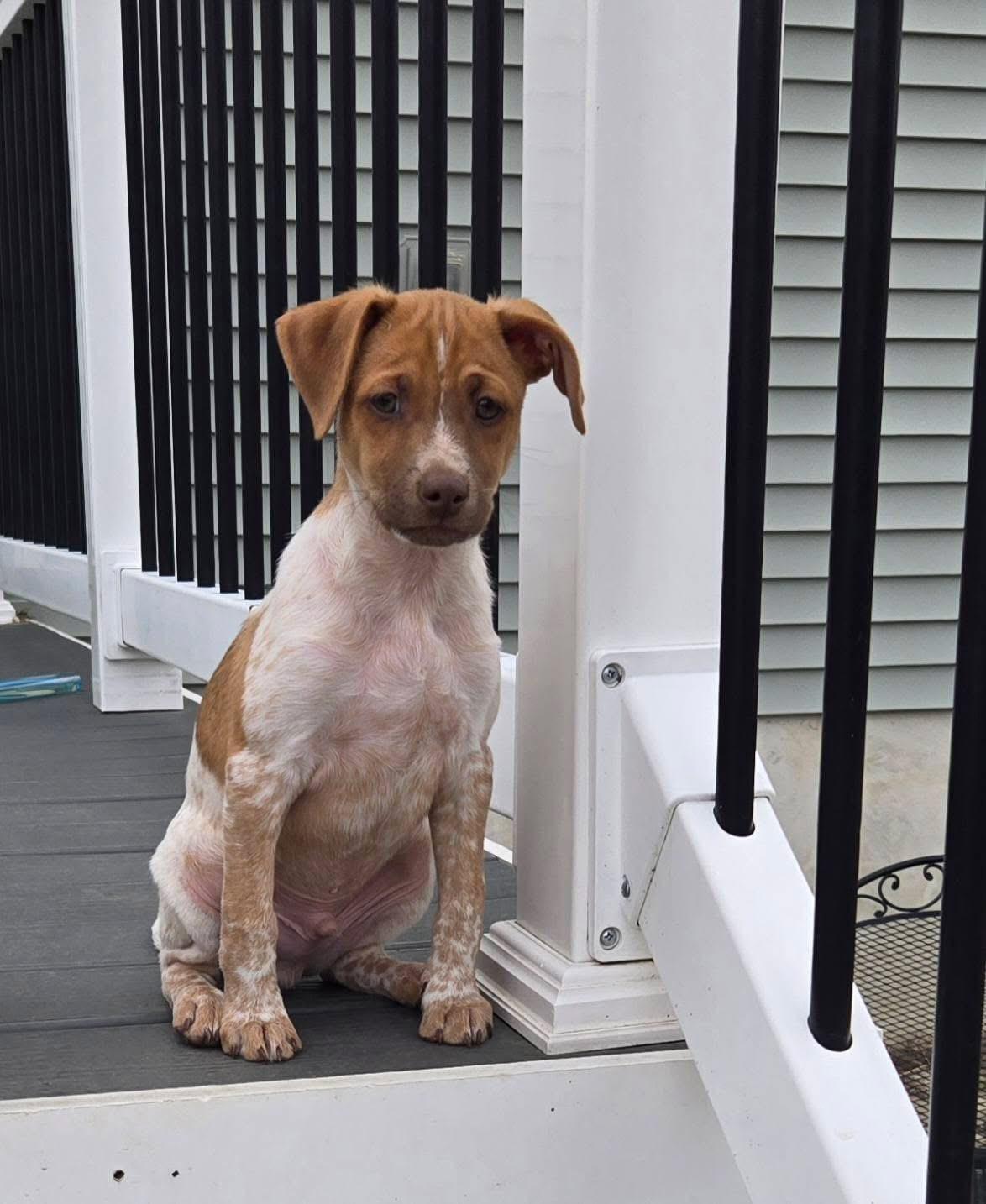 Merry, Adoptable, Puppy Male Hound.