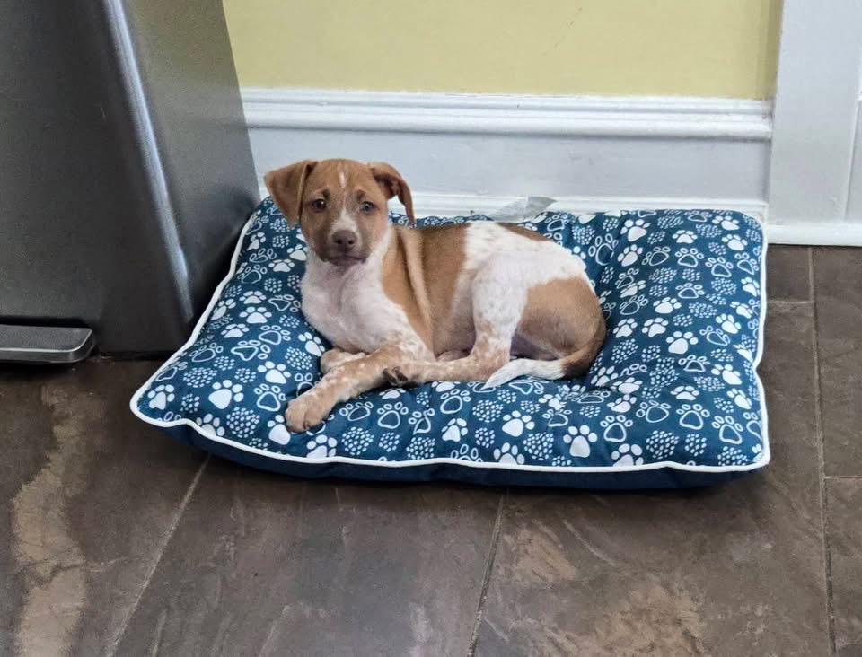 Merry, a Adoptable mixed breed in Berlin, NJ image 2/3