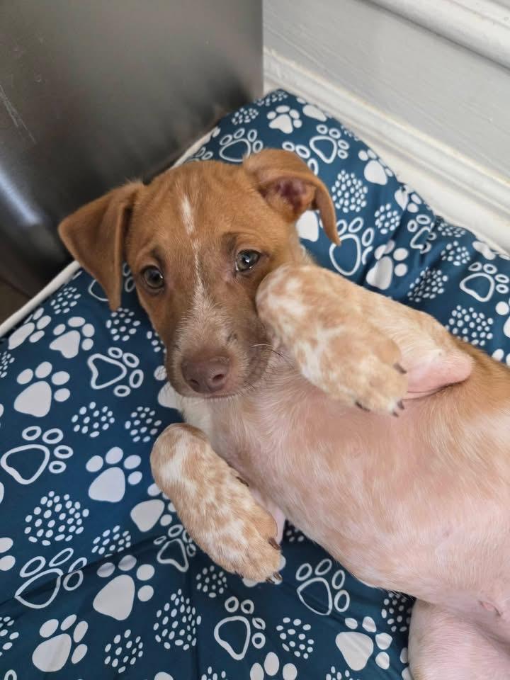 Merry, a Adoptable mixed breed in Berlin, NJ image 3/3