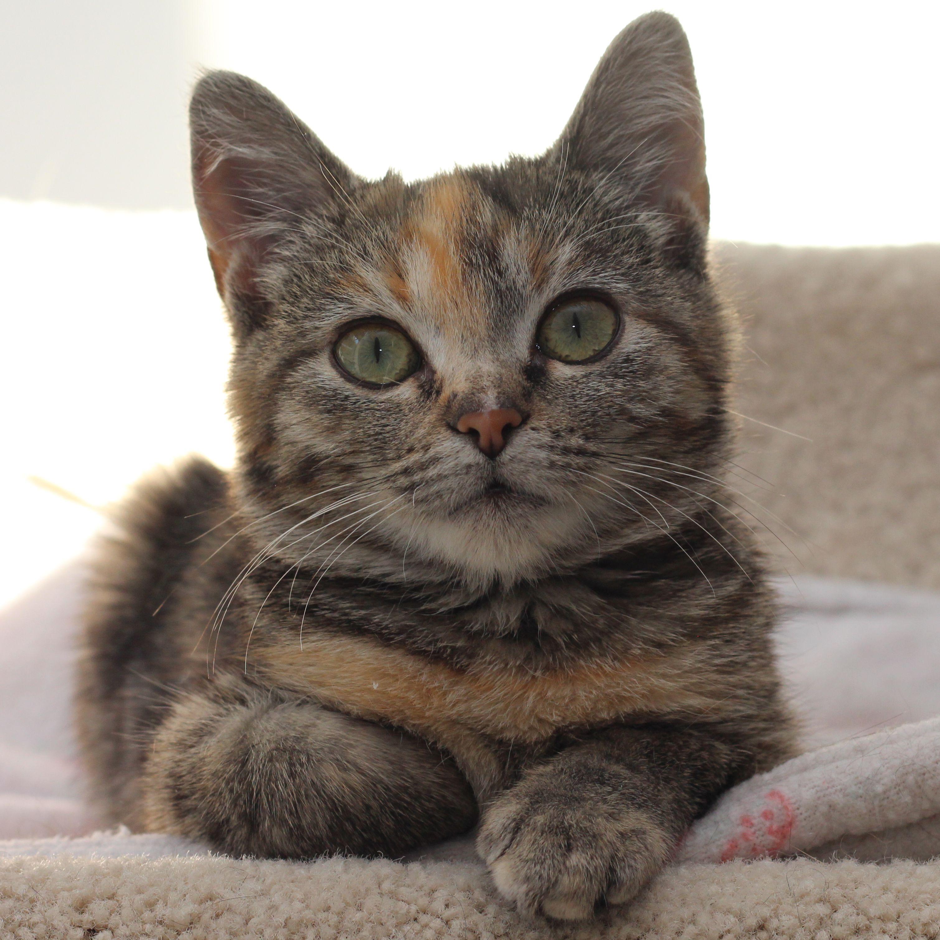 Xandria, Adopted, Young Female Tortoiseshell.