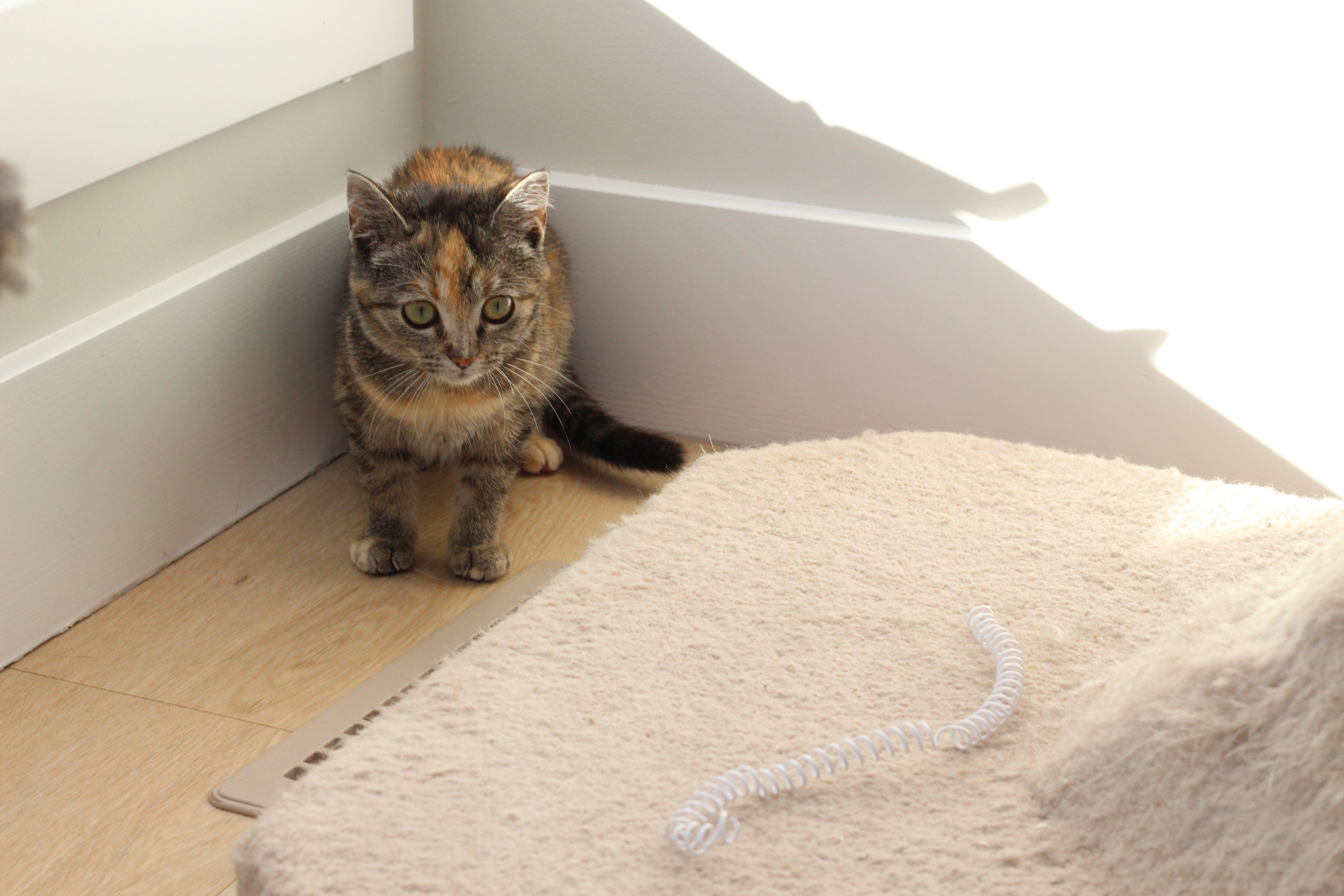 Xandria, a Adopted Tortoiseshell in Lethbridge, AB image 2/3