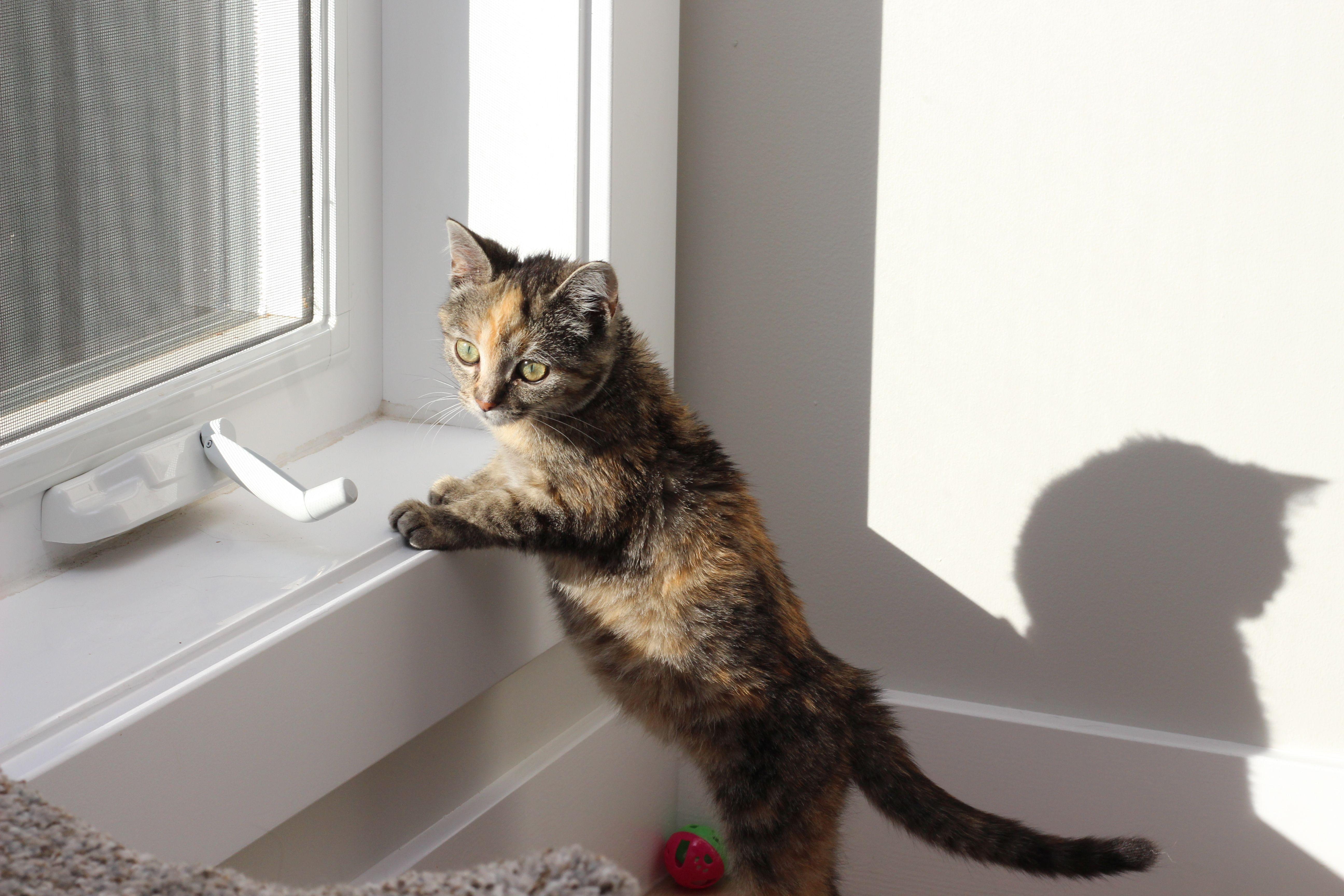 Xandria, a Adopted Tortoiseshell in Lethbridge, AB image 3/3